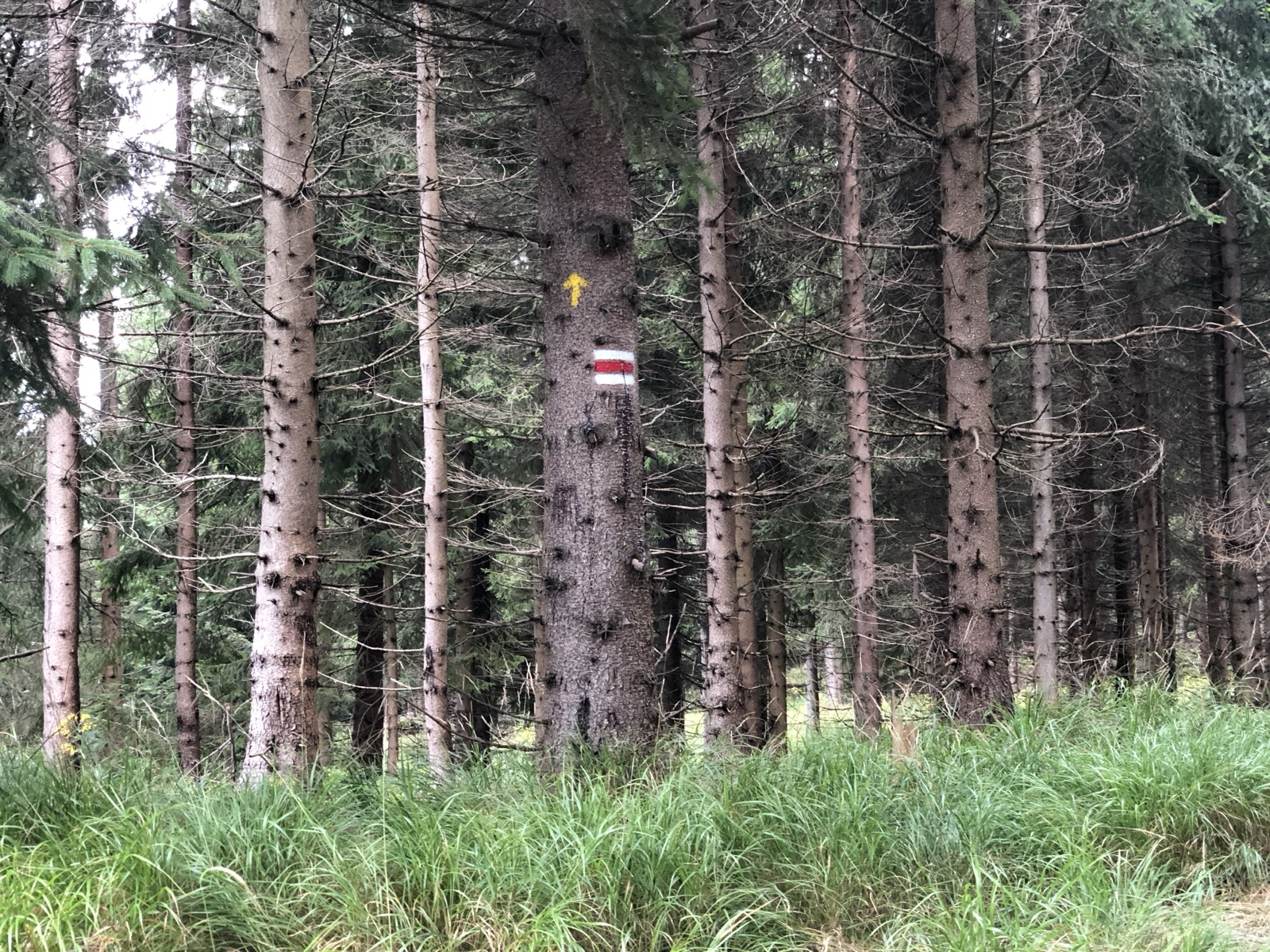 Žlutá šipka a červenobílé turistické značení namalované na kmeni smrku v lese