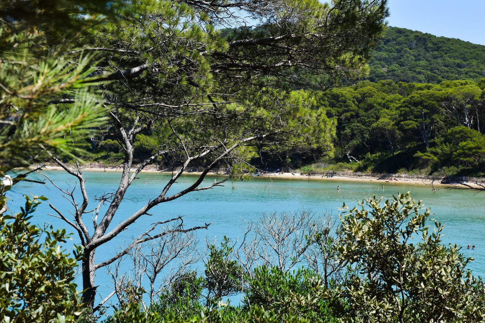 Písčitá pláž na Francouzské riviéře u Antibes s tyrkysovým mořem a borovicemi