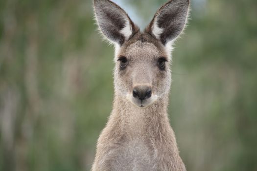 Zájezd do Austrálie