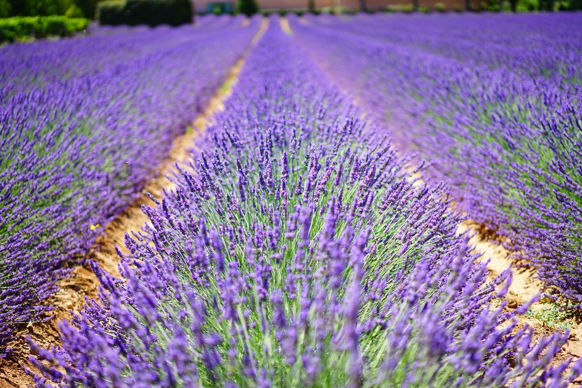 Kvetoucí levandulové pole v Provence v okolí Avignonu