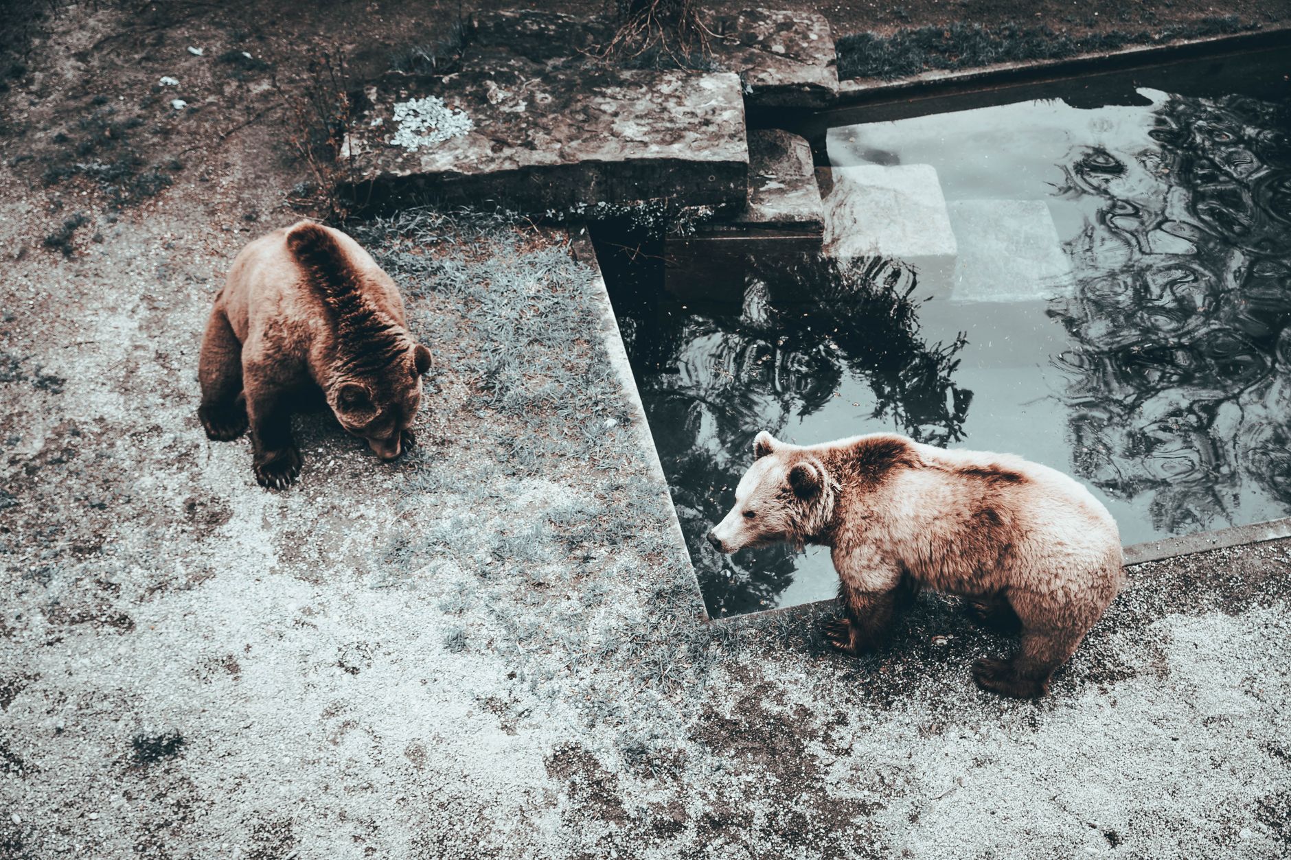 Hnědí medvědi v moderním výběhu medvědího parku BärenPark podél břehu řeky Aary v Bernu