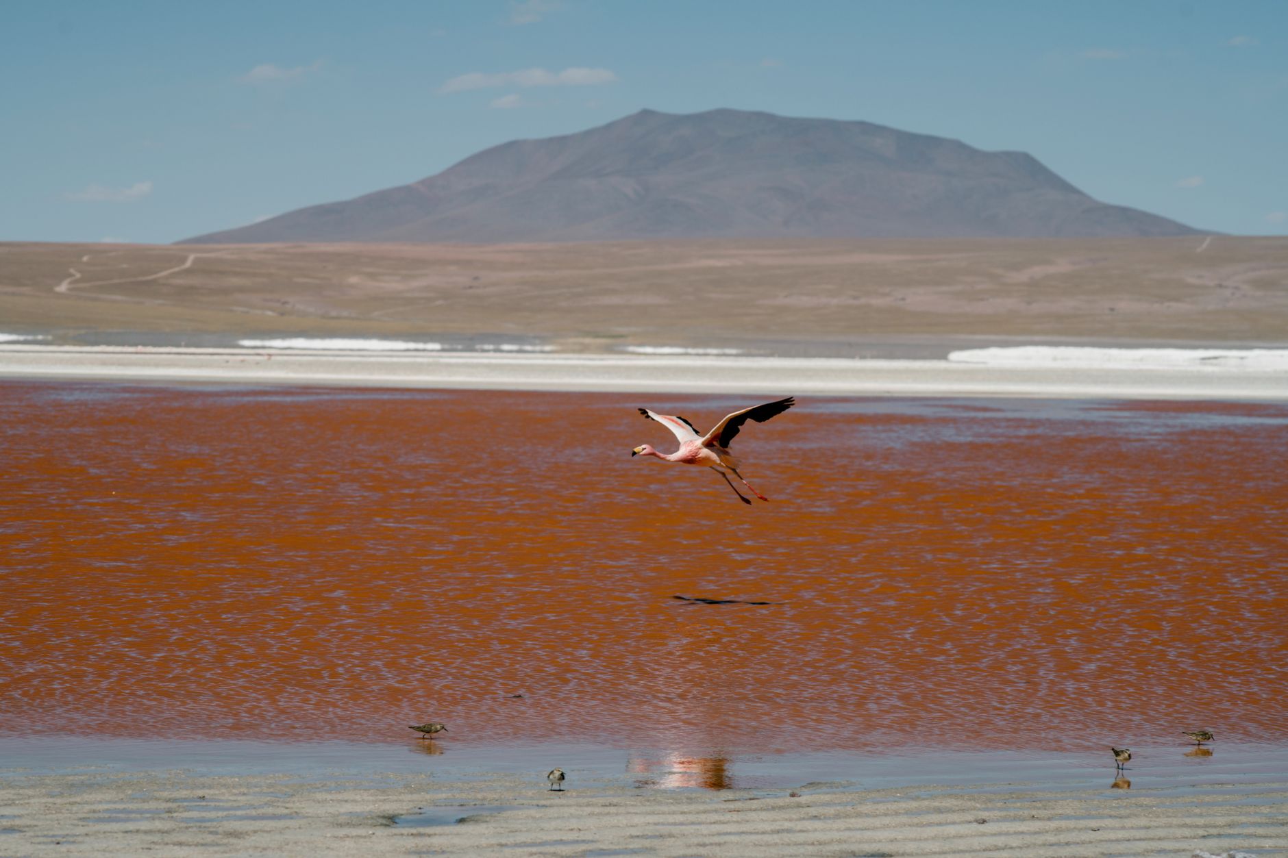 Stádo plameňáků na červené laguně Laguna Colorada v bolivijském altiplanu s pozadím sopek