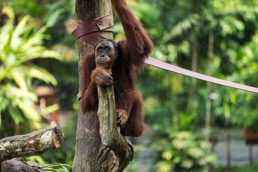 Zájezd na Borneo
