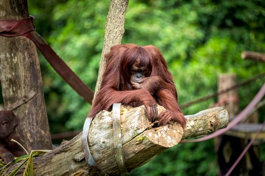 Zájezd na Borneo