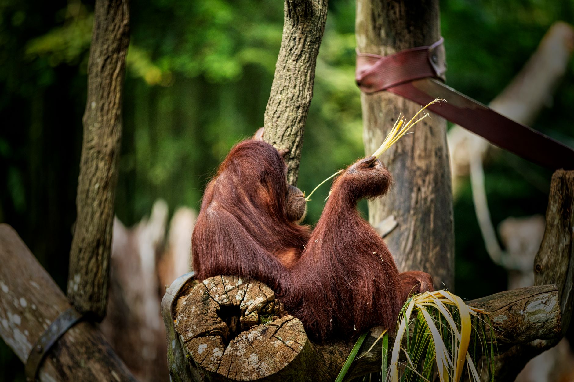 Mladý orangutan visící na liáně v deštném pralese na Borneu