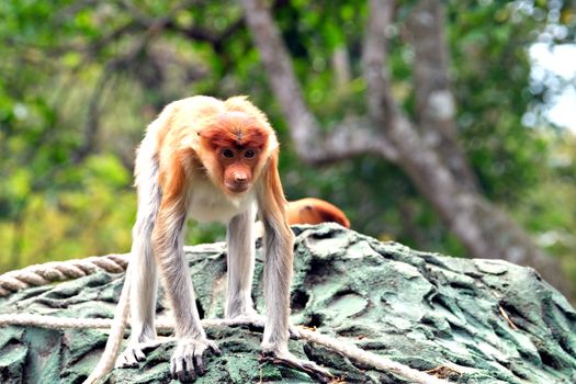 Zájezd na Borneo