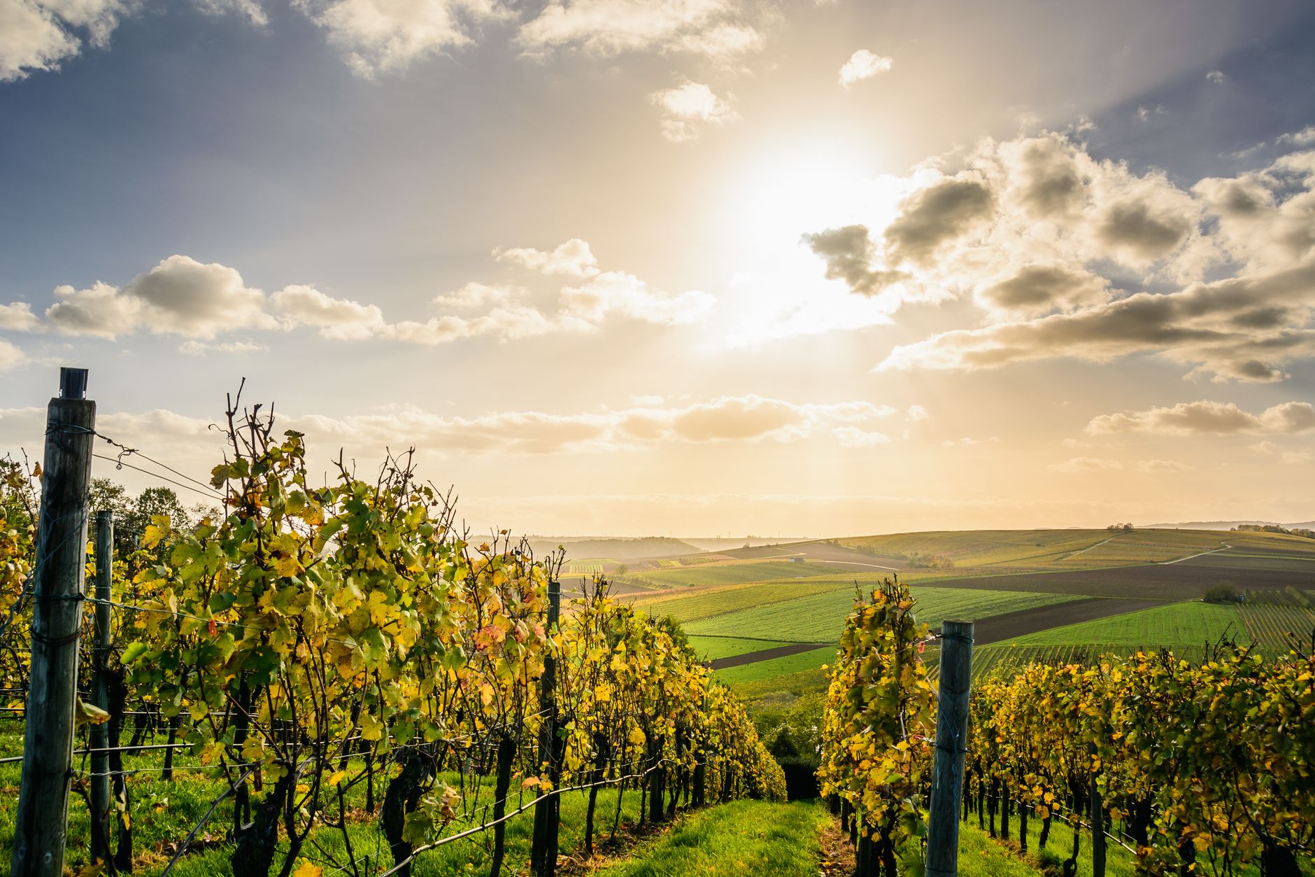 Vinice regionu Champagne ve Francii s řadami révy stoupajícími po svazích za slunečného dne