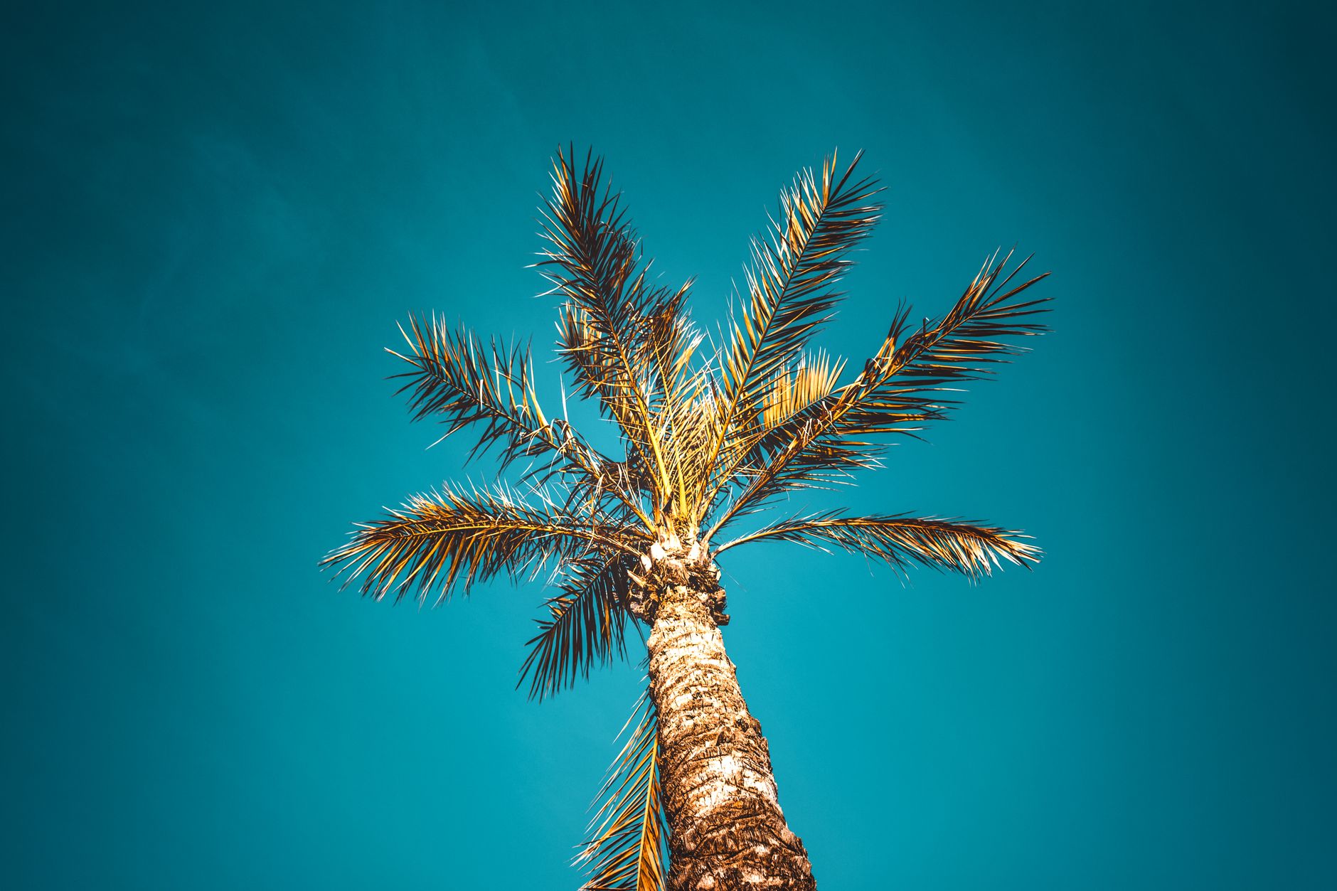 Promenáda v letovisku Salou s palmami a výhledem na zátoku Costa Dorada