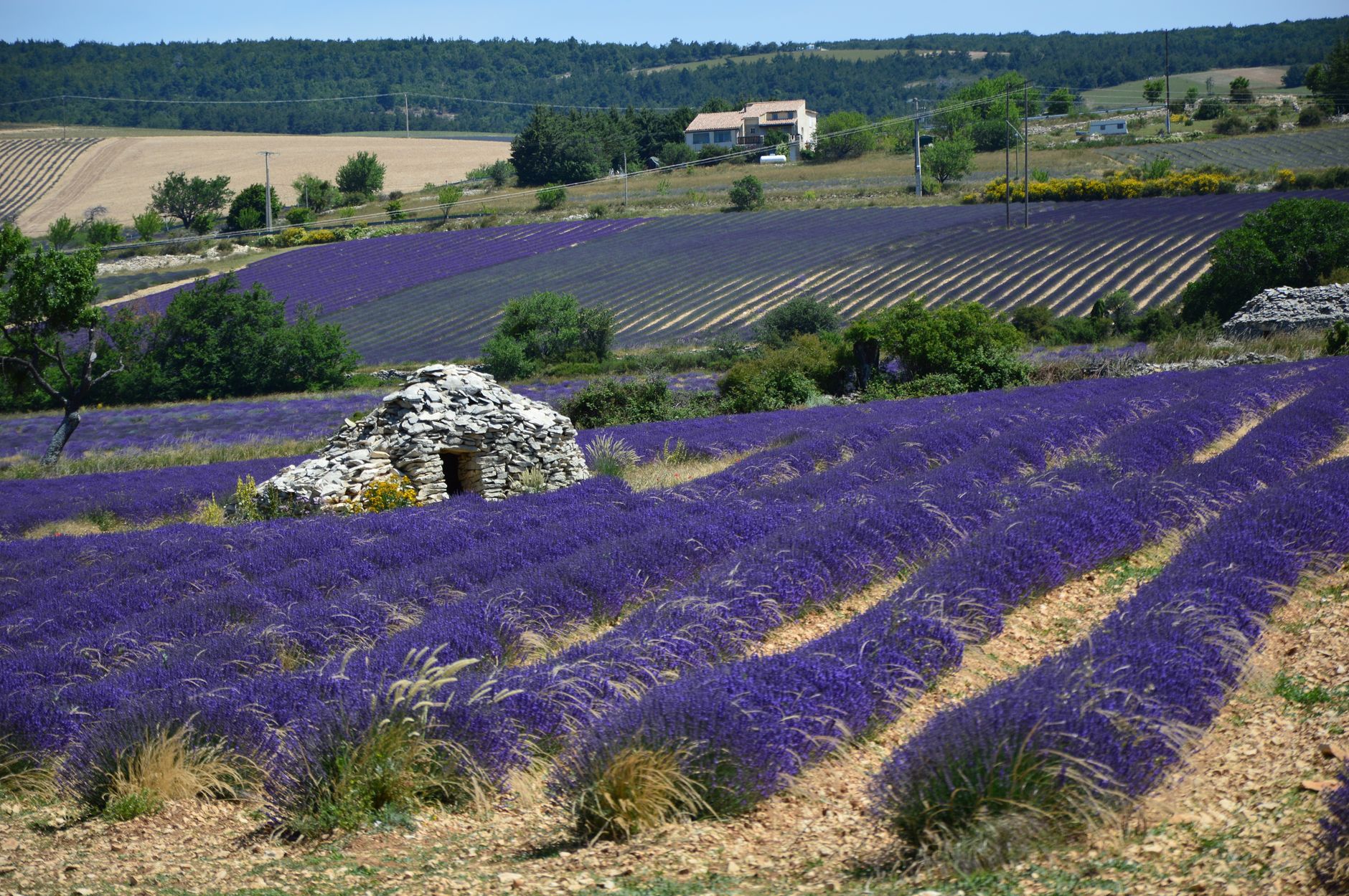 Levandulová pole v Provence s kamenným statkem v pozadí za letního dne