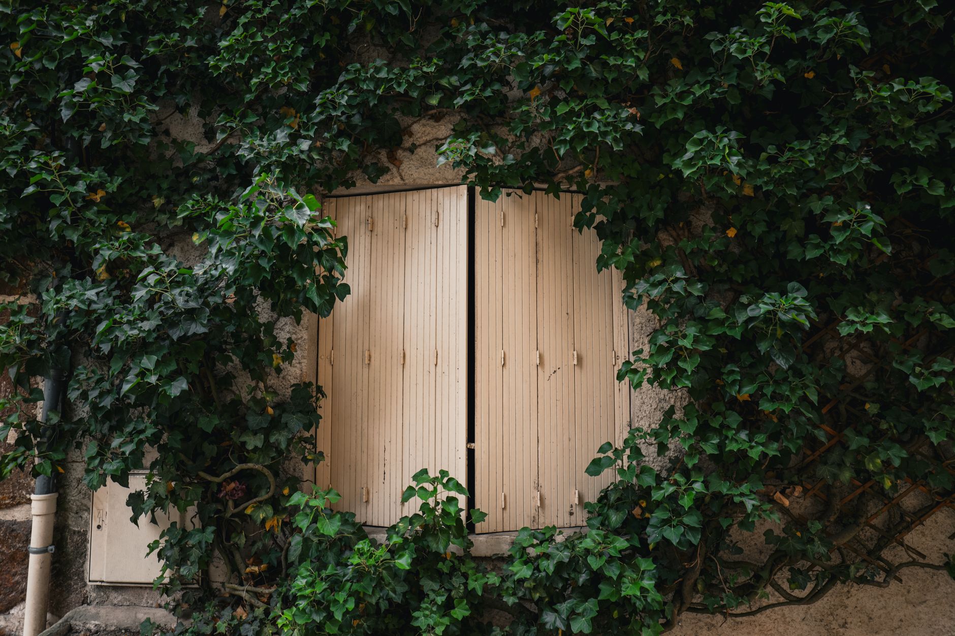 Růžovo-zelený Monetův dům s popínavými růžemi v Giverny