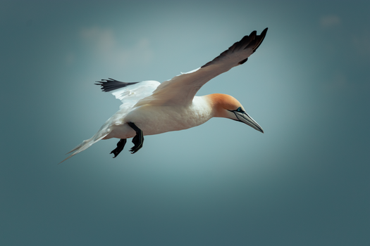 Zájezd na Helgoland