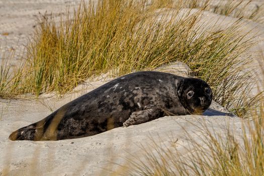 Zájezd na Helgoland