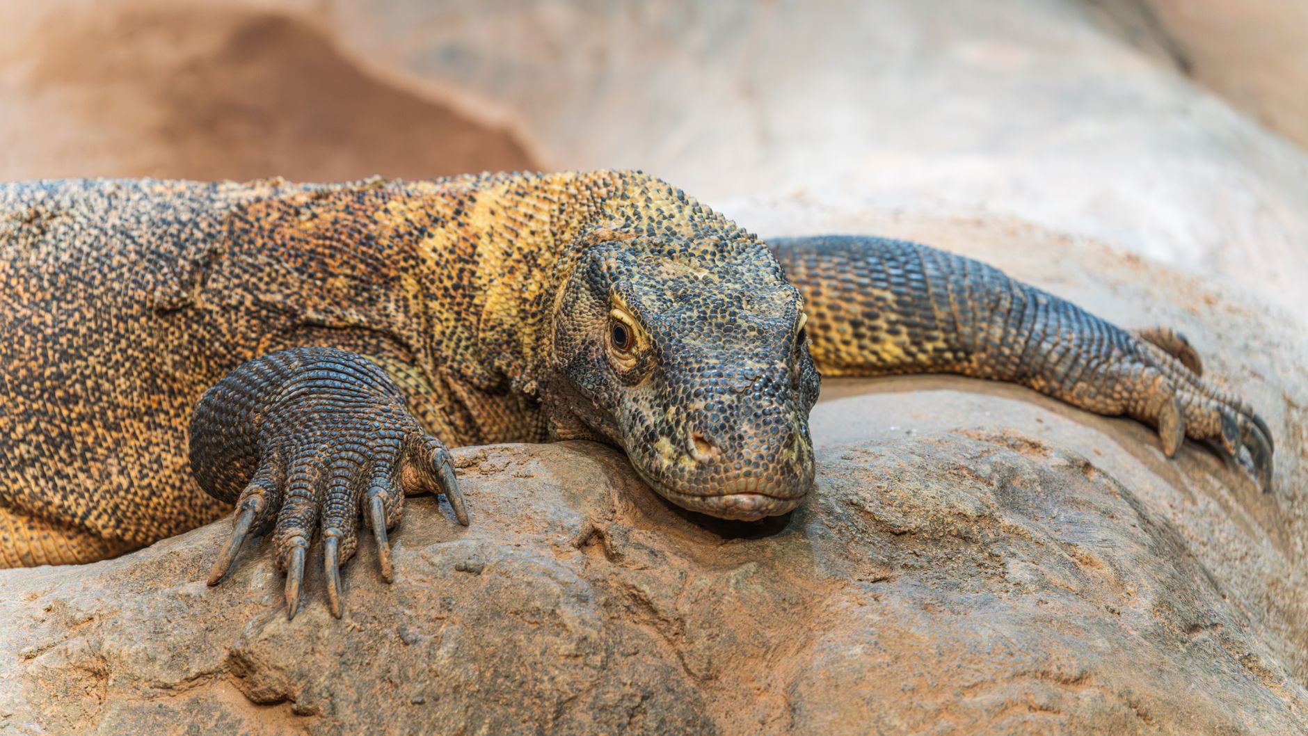 Varan komodský na suché zemi v národním parku Komodo s vyplazeným jazykem