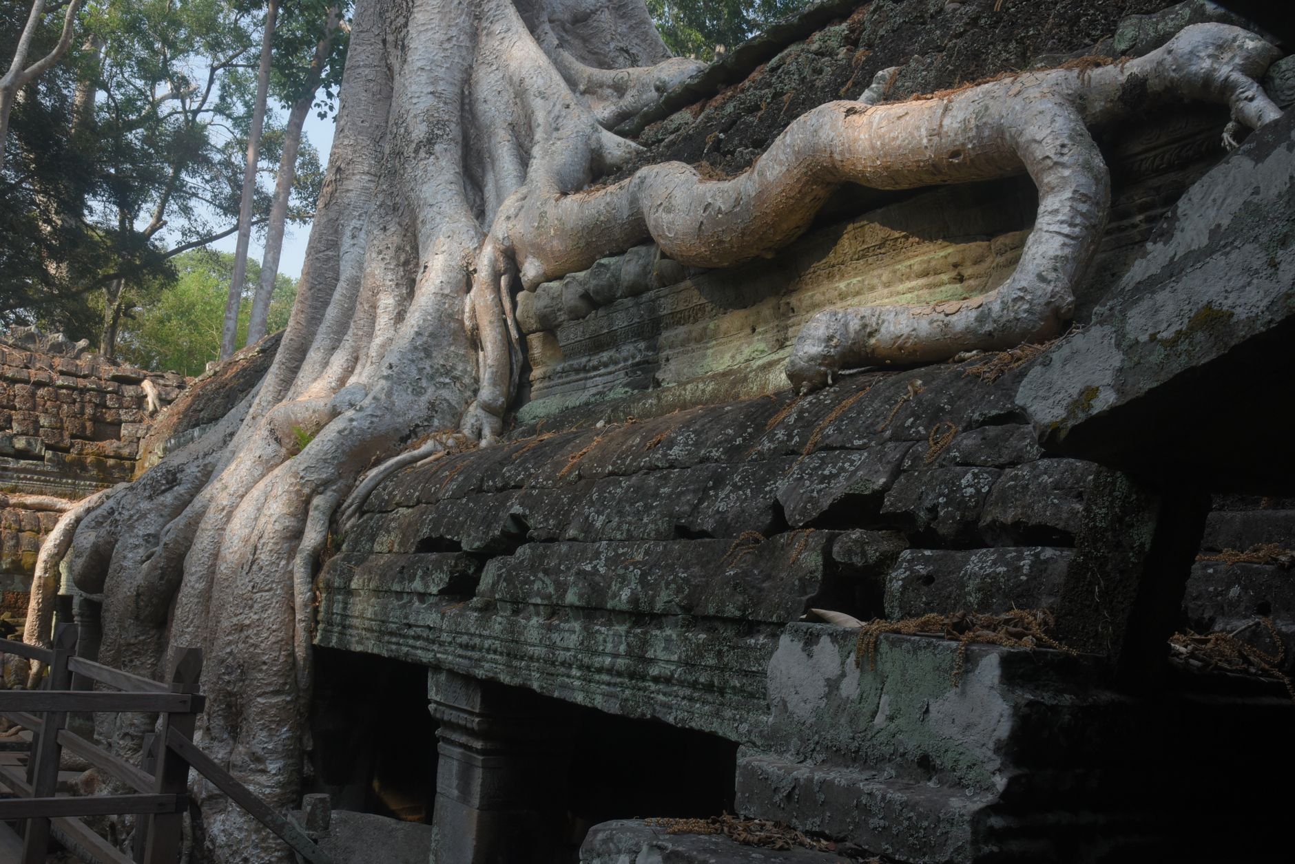 Kořeny obřího stromu prorůstající kamenné zdi chrámu Ta Prohm v Kambodži