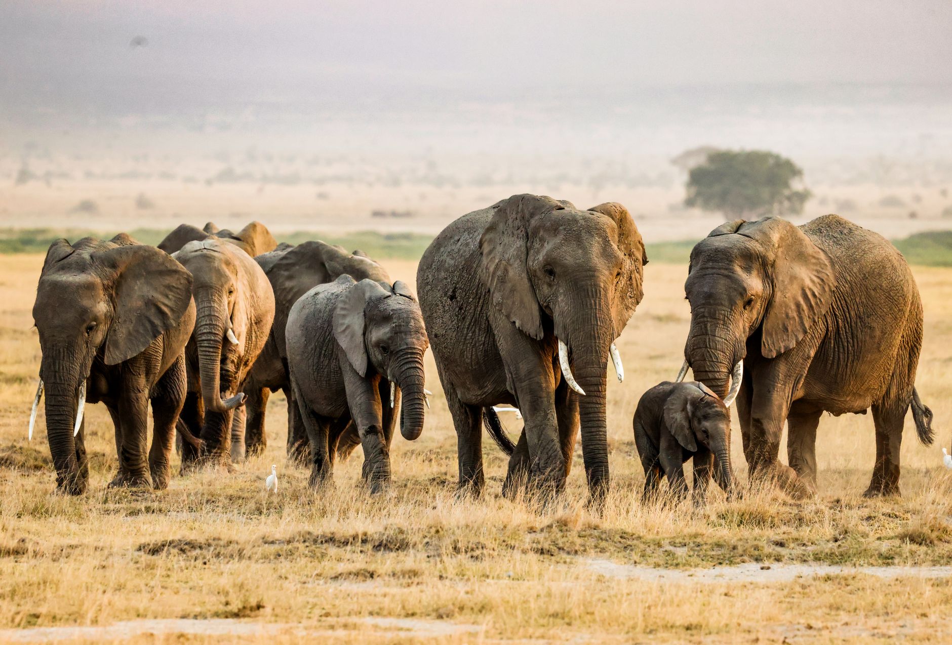 Stádo zeber a pakoňů přecházející savanu při velké migraci v Masai Mara