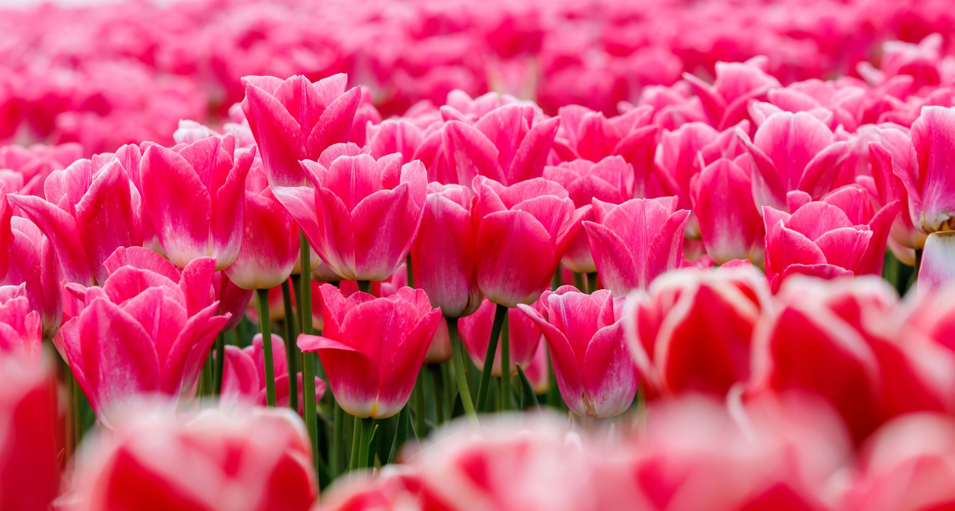 Rozkvetlé pole tulipánů ve všech barvách v zahradě Keukenhof v Nizozemsku za jasného jarního dne