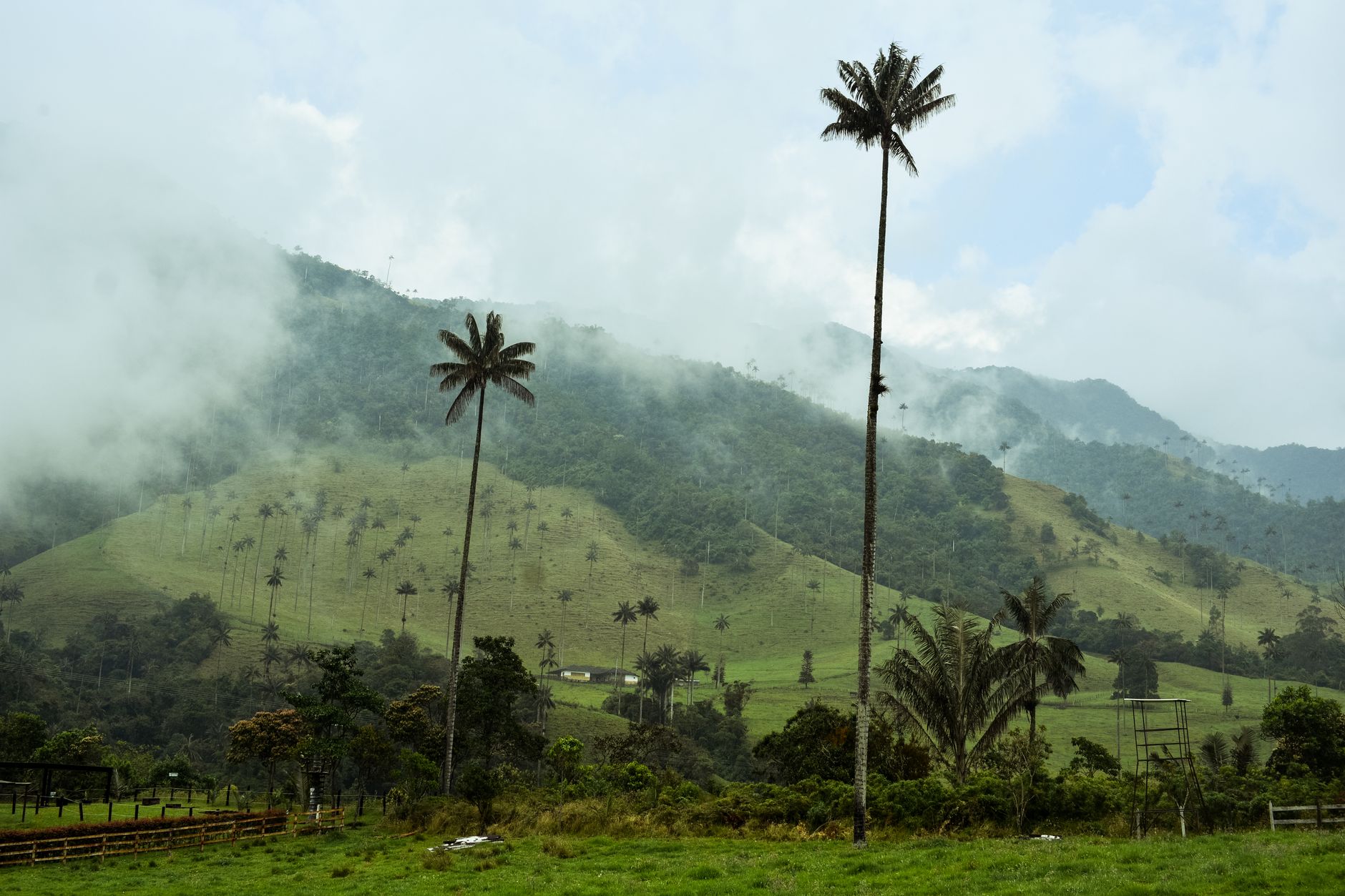 Vysoké voskové palmy ční nad zelenými kopci údolí Valle de Cocora v kávové zóně Kolumbie