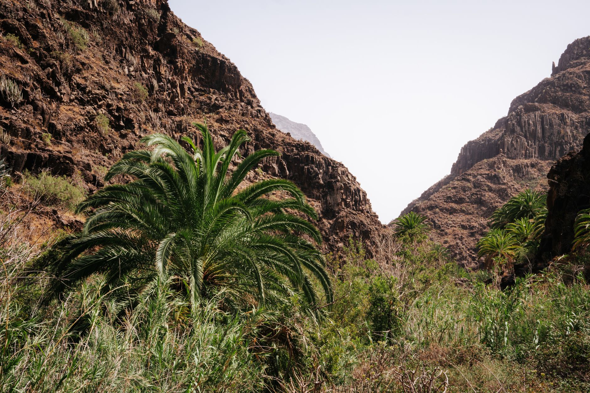 Terasovitá políčka a palmy v zeleném údolí Valle Gran Rey na ostrově La Gomera při západu slunce