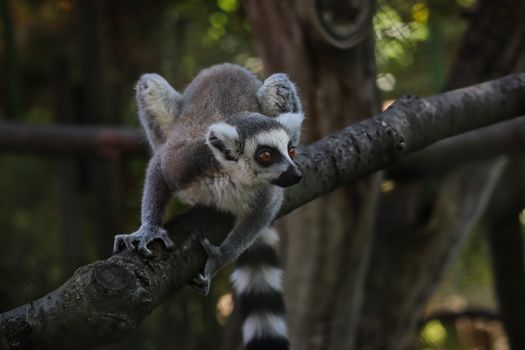 Zájezd na Madagaskar