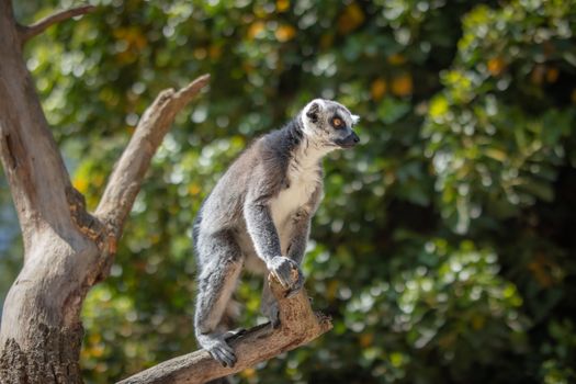 Zájezd na Madagaskar