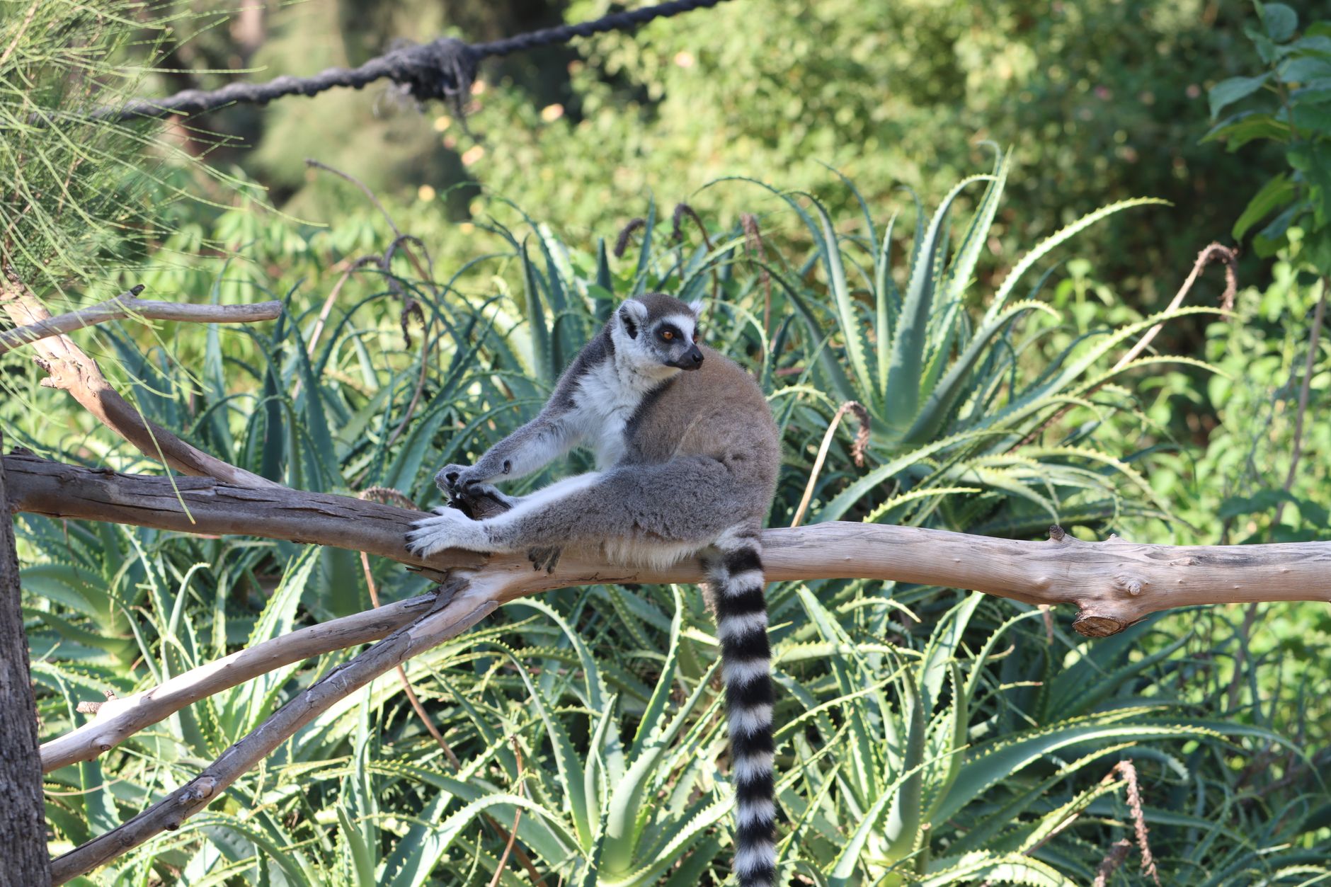 Lemur kata se zdviženým ocasem sedící na větvi v madagaskarském národním parku