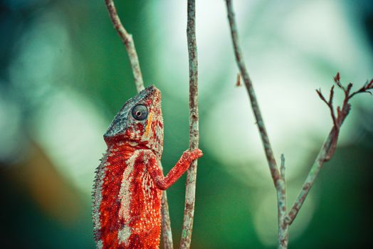 Zájezd na Madagaskar