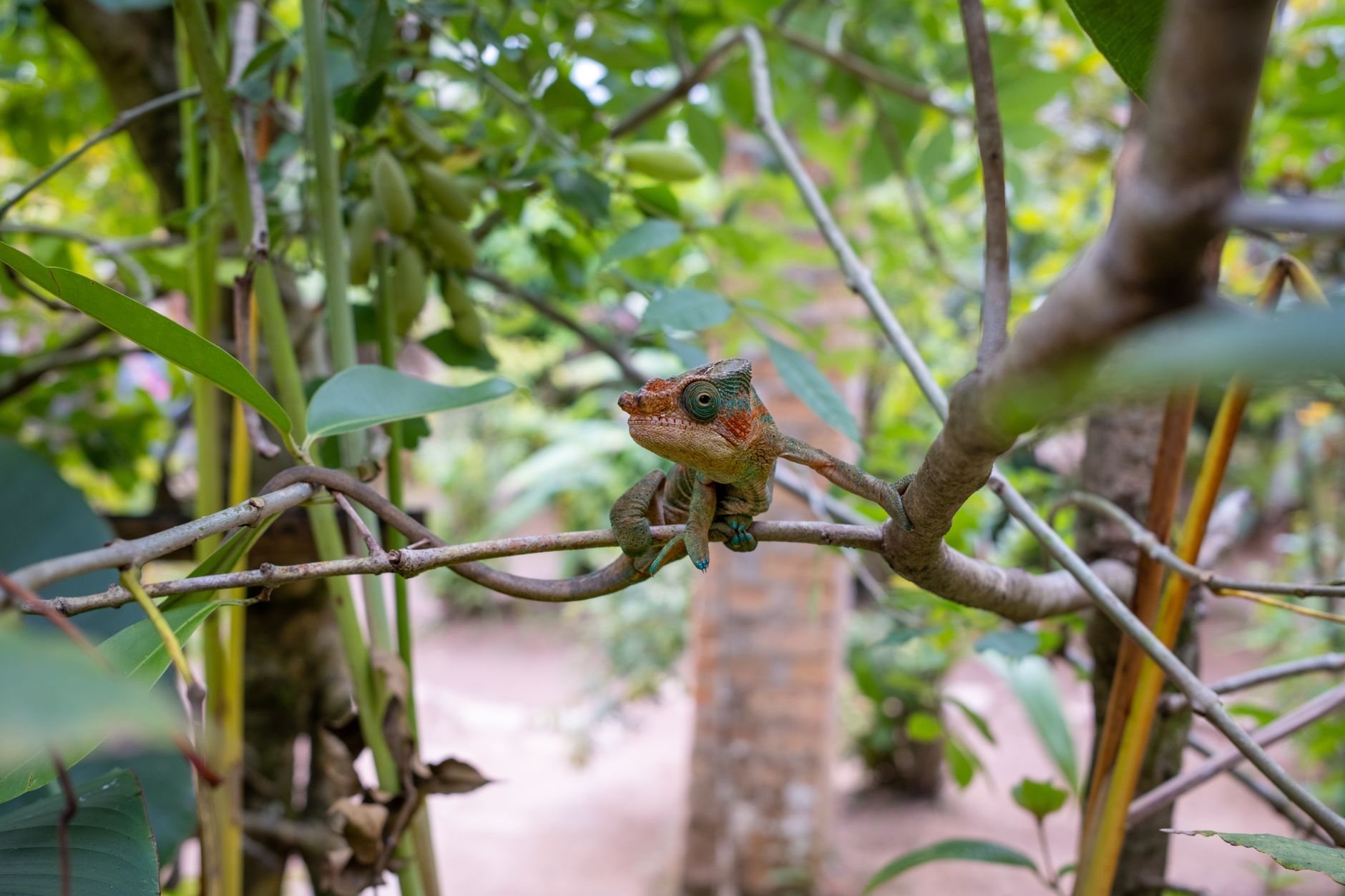 Chameleon s otáčivýma očima a stočeným ocasem na větvi v madagaskarském deštném pralese