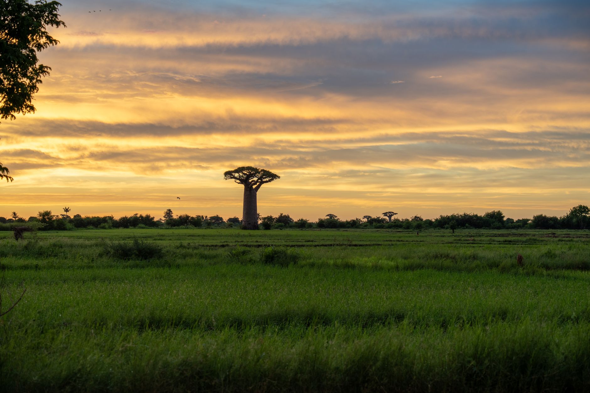Alej baobabů u Morondavy na Madagaskaru za zlatého světla při západu slunce