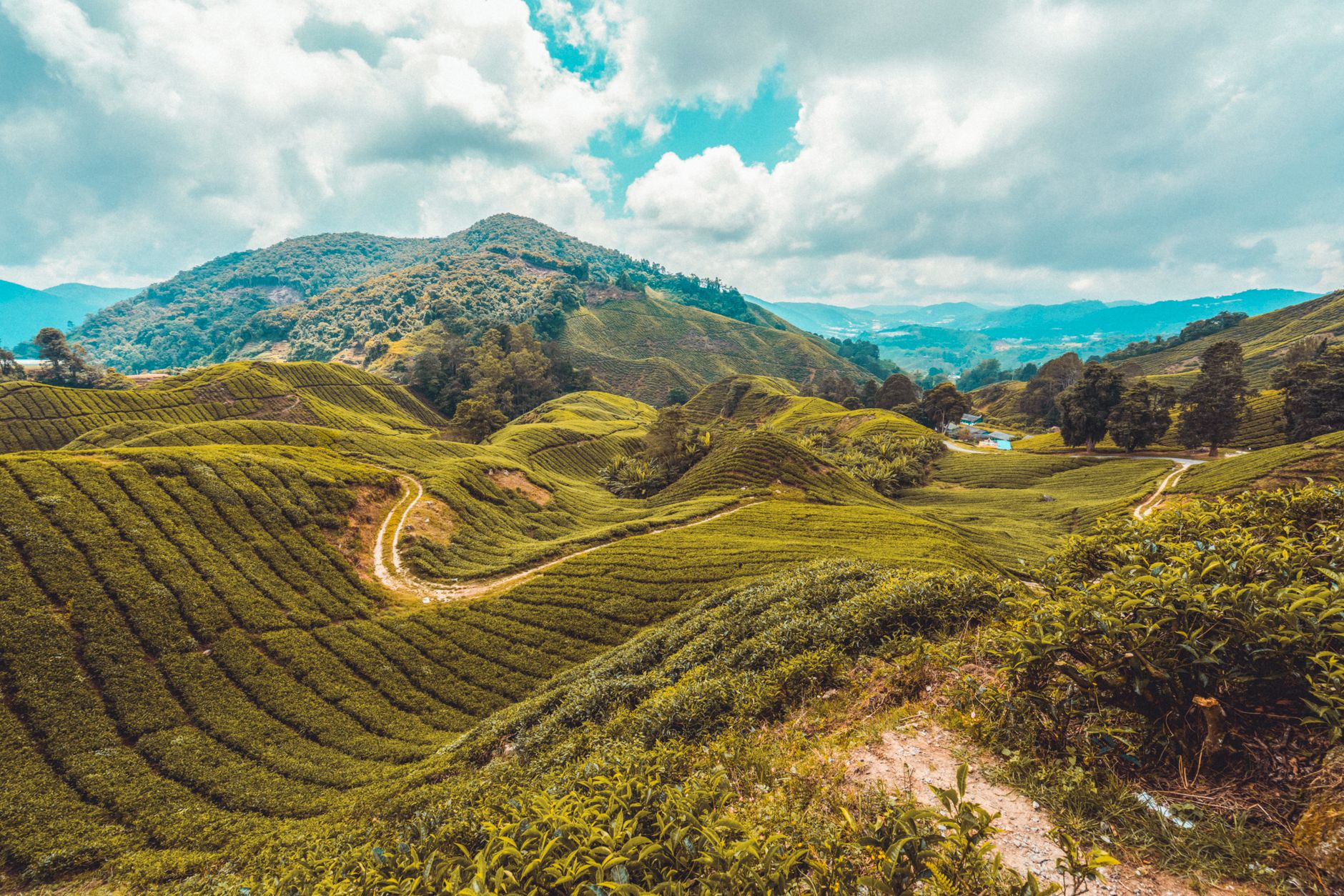 Pohled na čajové plantáže v zelených kopcích Cameron Highlands v Malajsii
