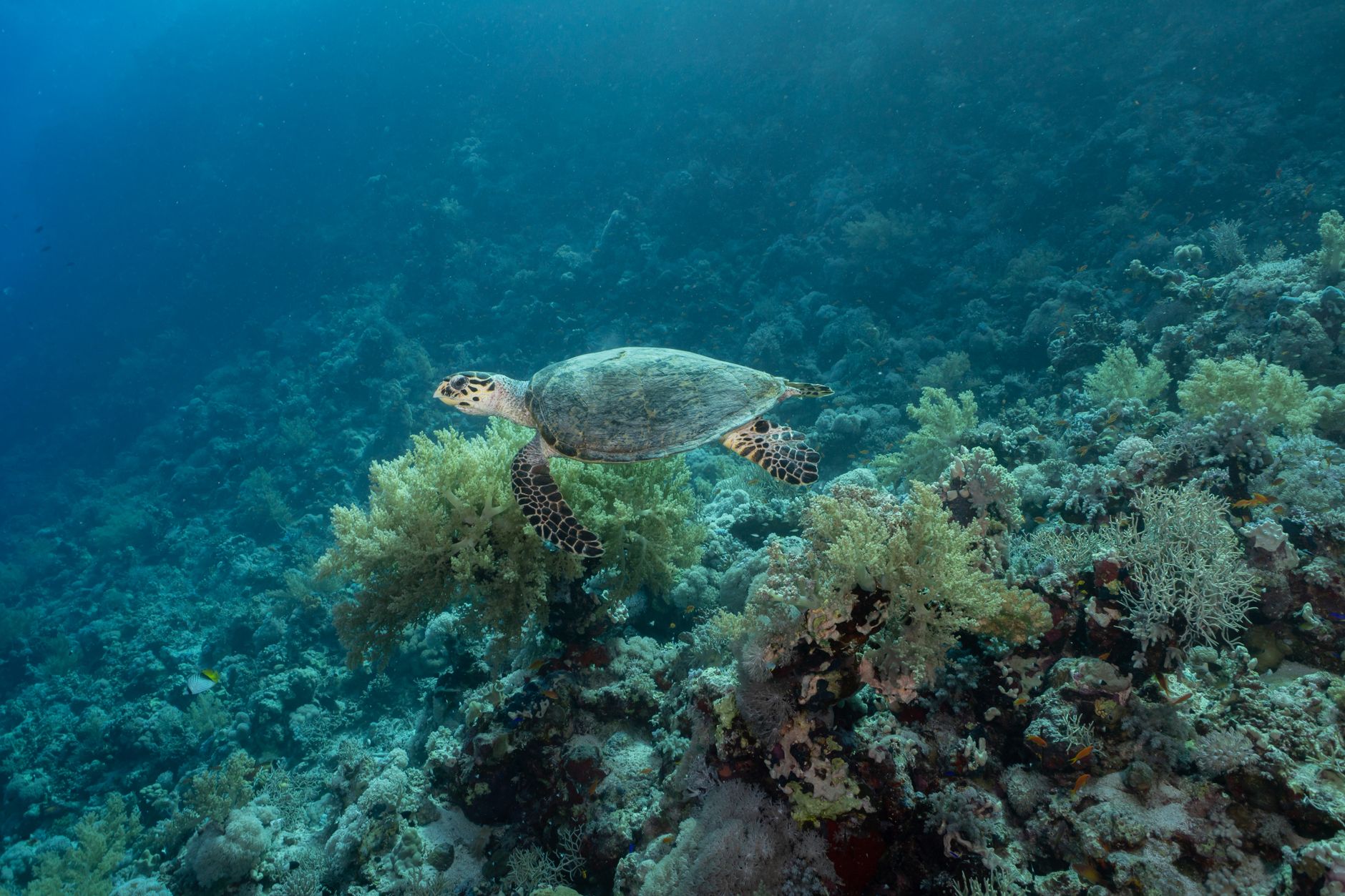 Mořská želva plave nad korálovým útesem v čisté vodě Indického oceánu