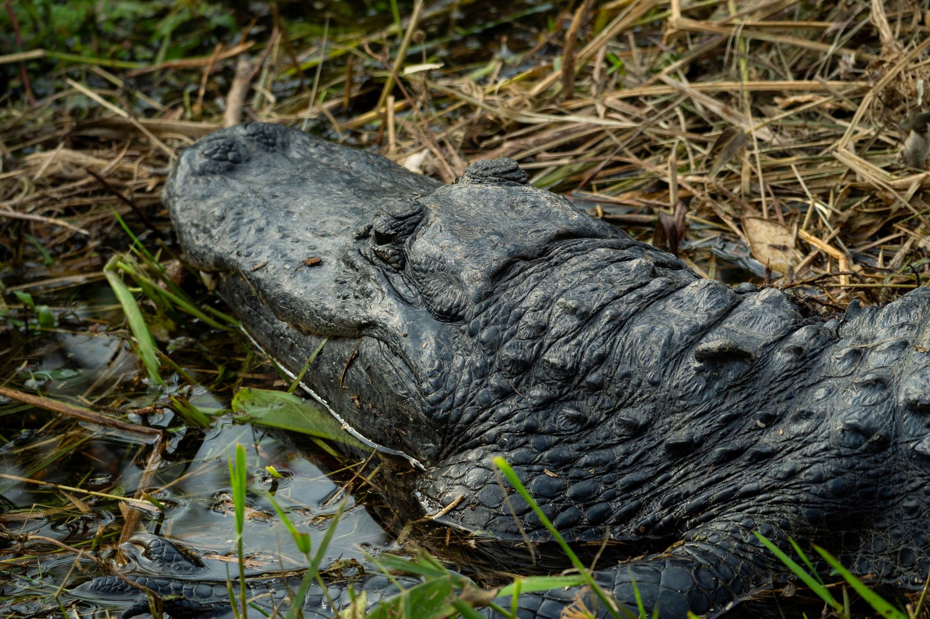 Aligátor odpočívající v travnatém mokřadu národního parku Everglades poblíž Miami