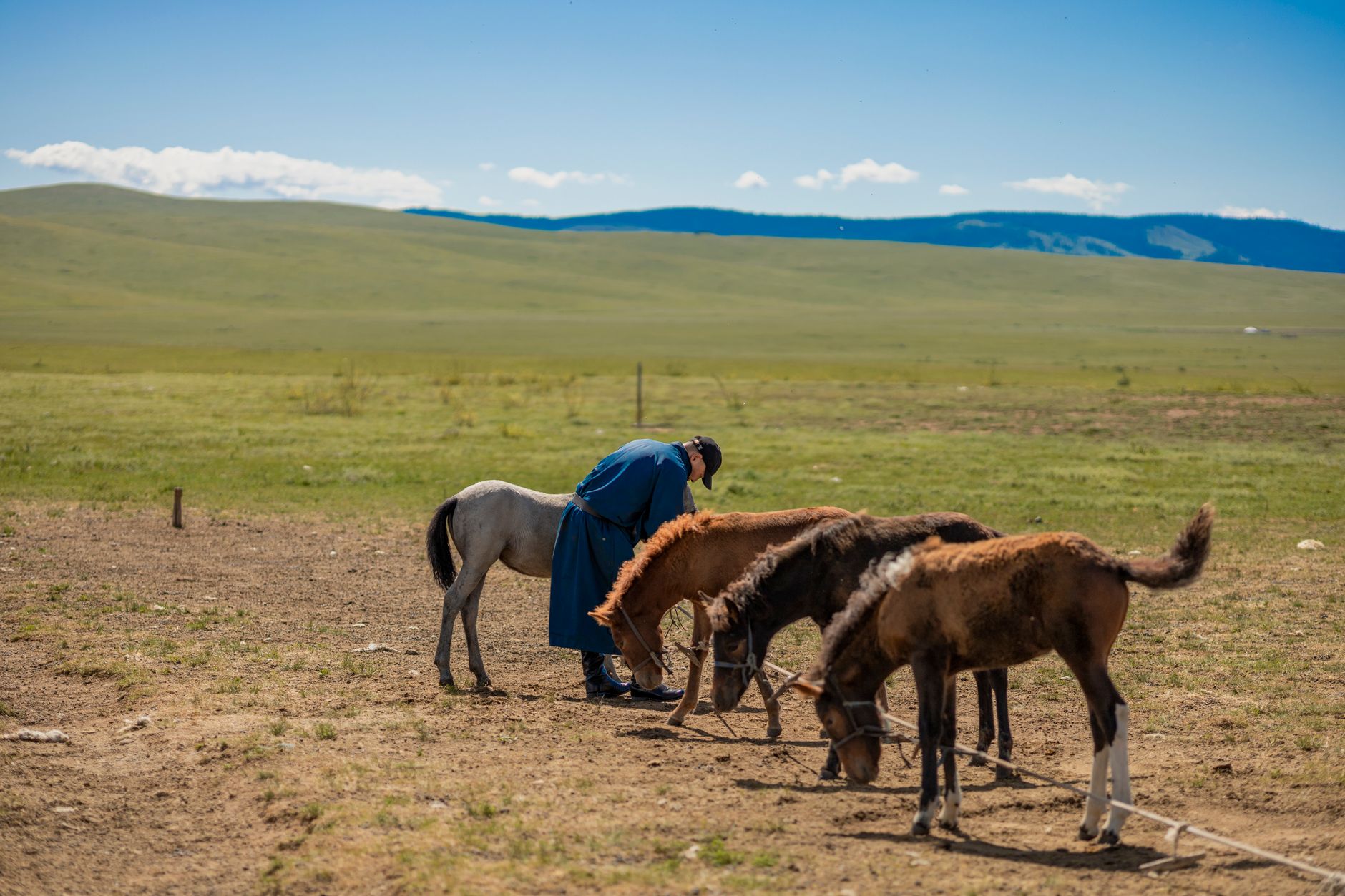 Nekonečná zelená mongolská step s pasoucím se stádem koní pod širou oblohou