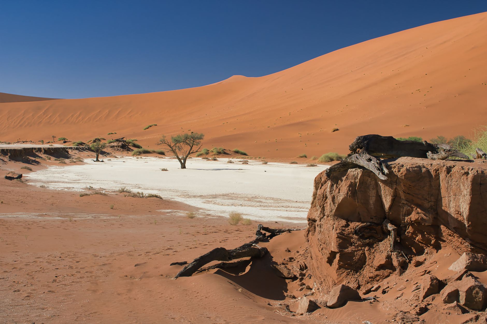 Pokroucené mrtvé stromy na bílé solné pánvi Deadvlei s rezavou dunou v pozadí v Namibii