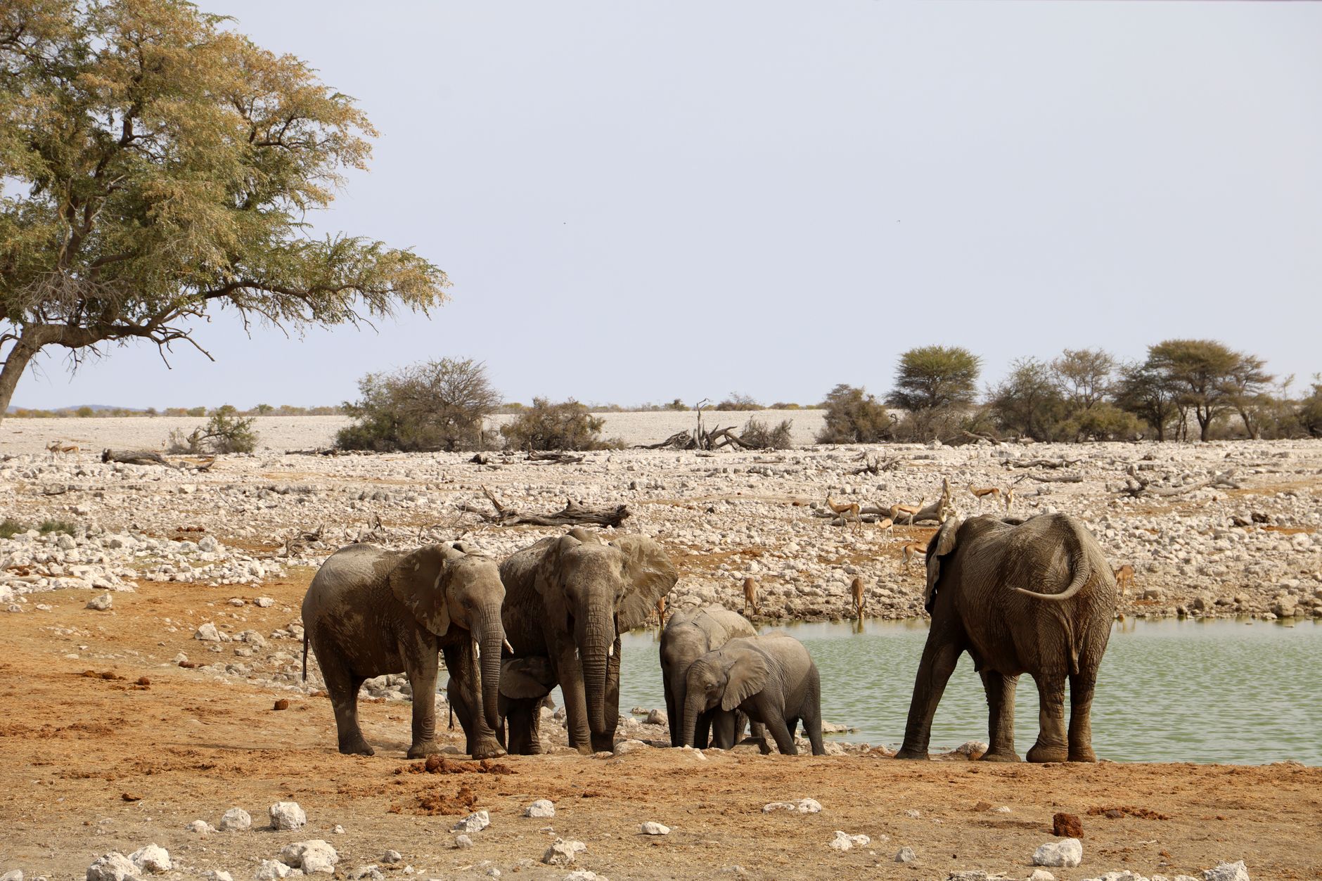 Stádo slonů a žiraf u napajedla na okraji solné pánve v národním parku Etosha v Namibii