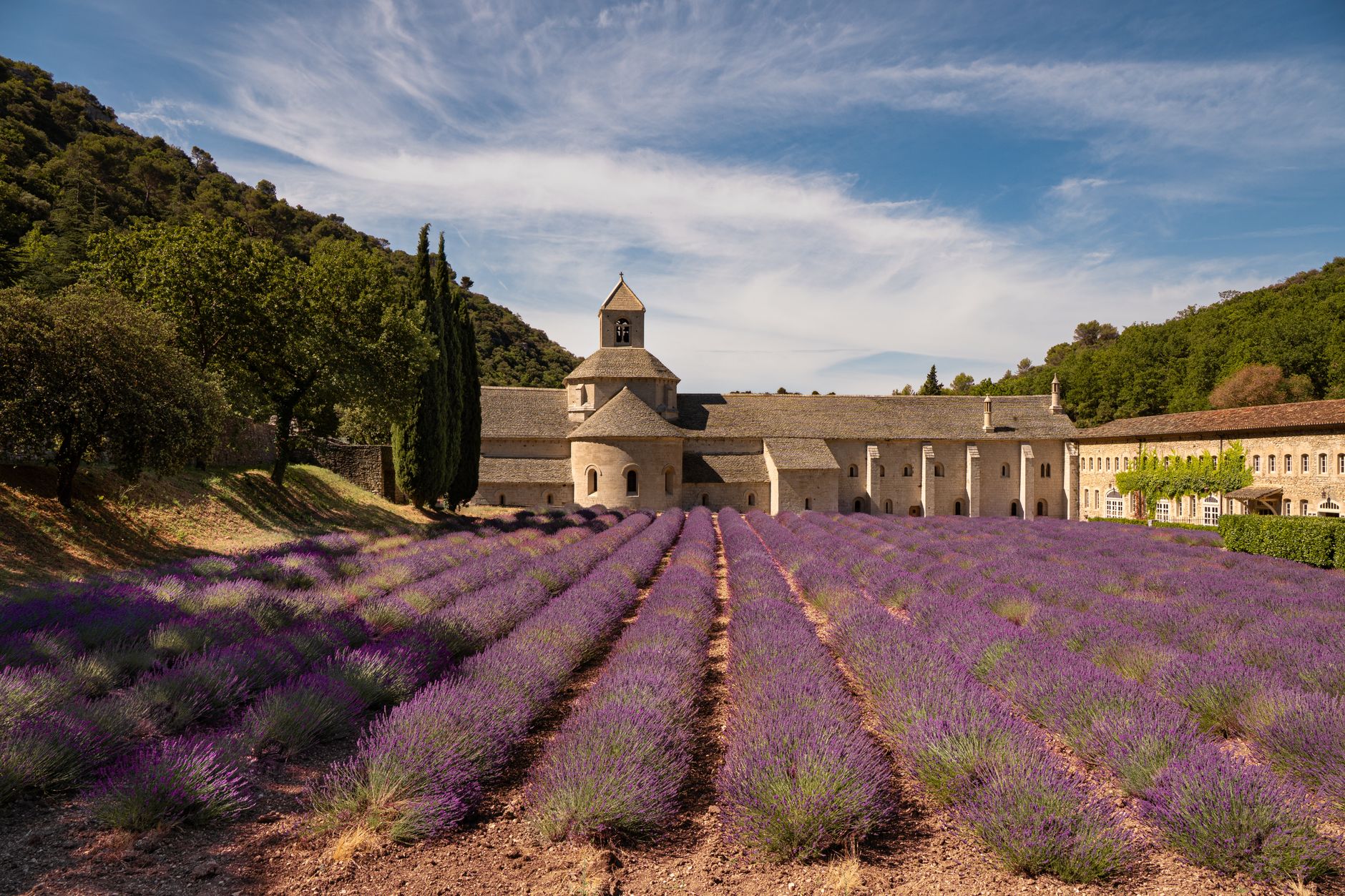 Kvetoucí levandulová pole v Provence s kamenným statkem a cypřiši v pozadí za letního odpoledne