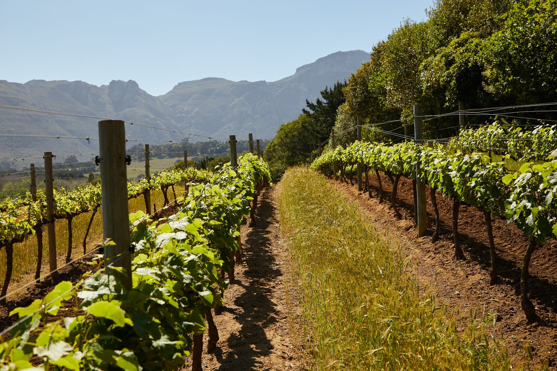 Vinice v údolí Gibbston Valley u Queenstownu s révovými řadami pod horami