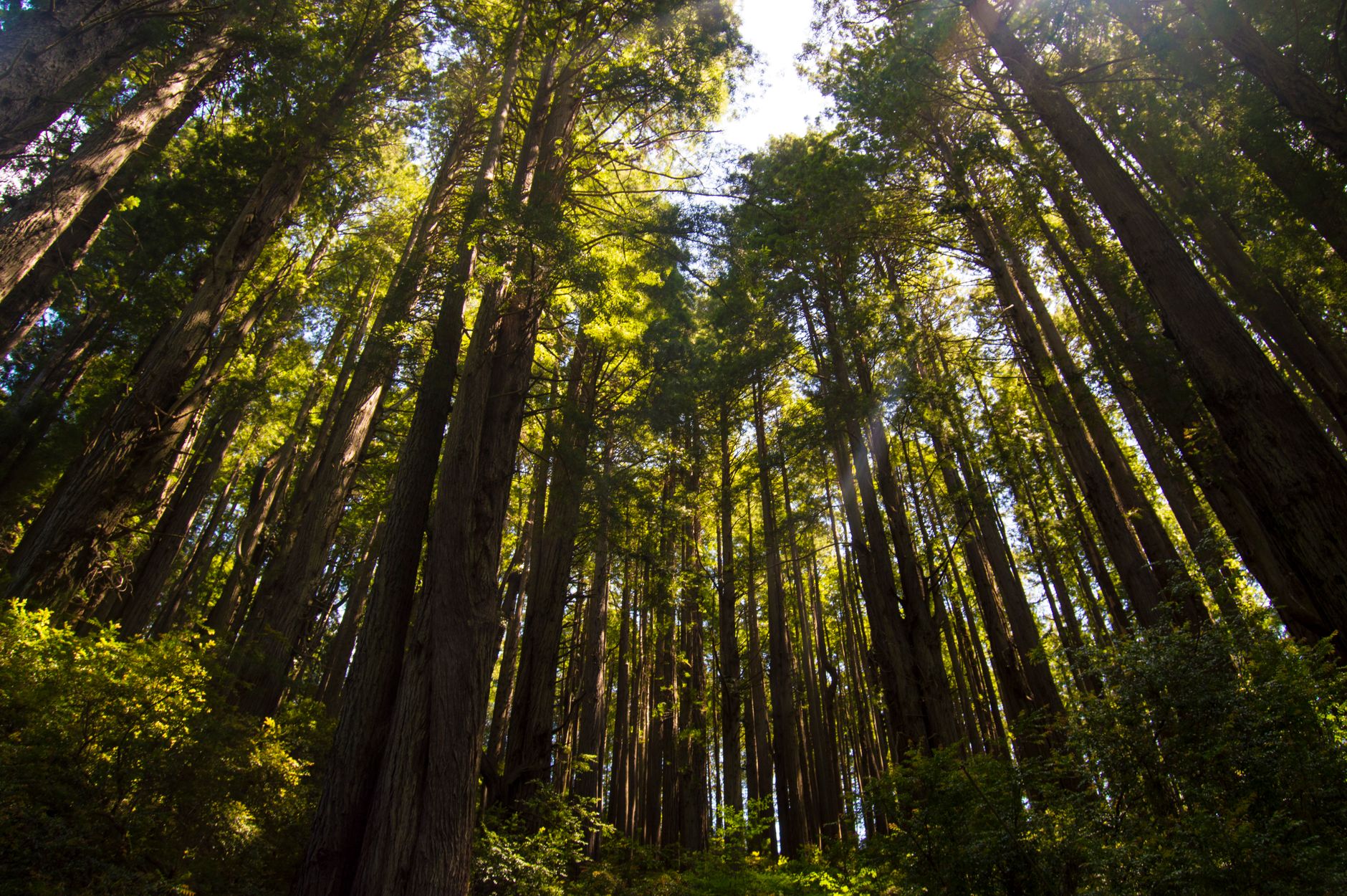 Les obřích sekvojí Redwoods Whakarewarewa Forest u Rotorua s lávkou v korunách stromů