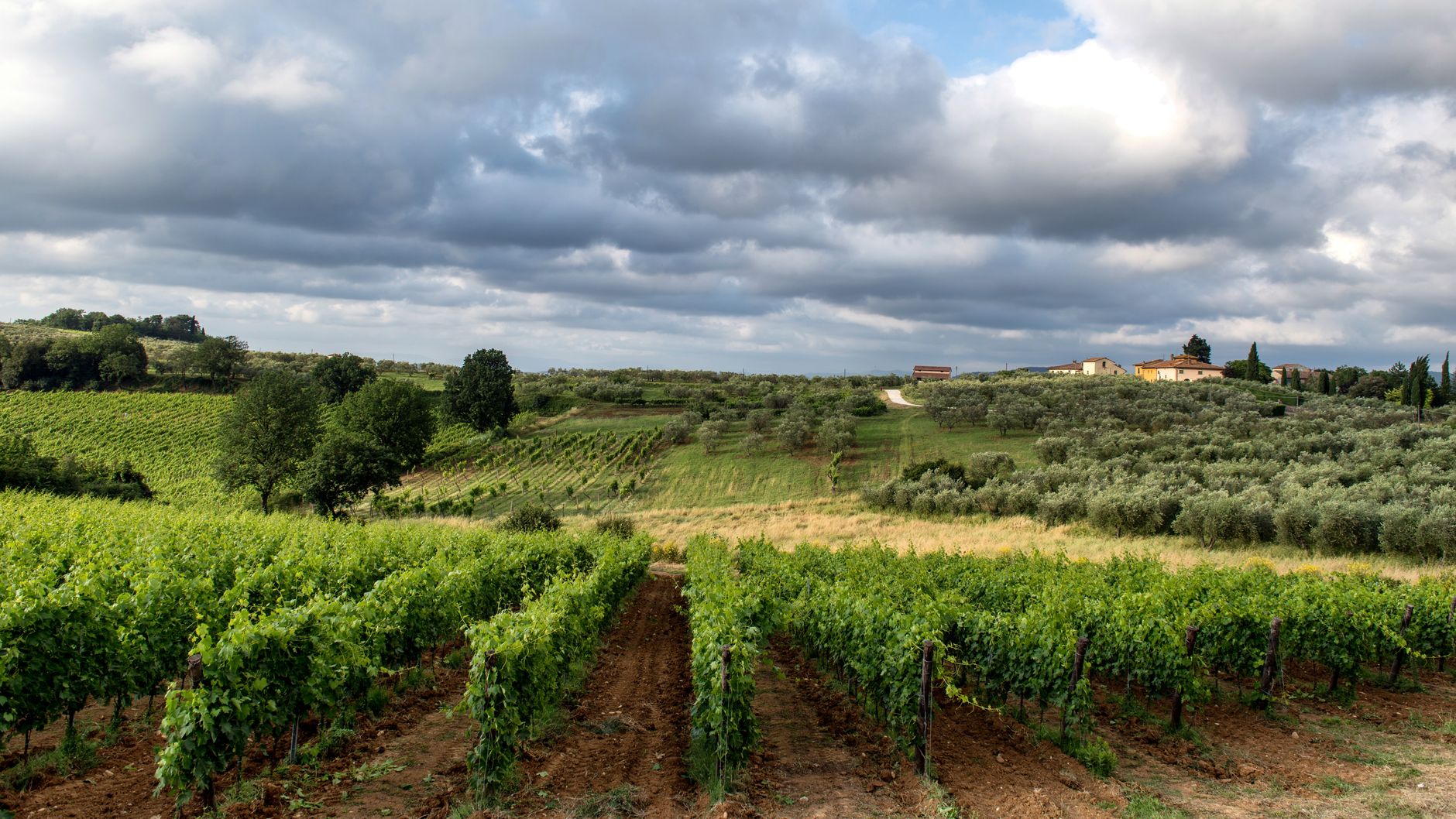 Sklenka bílého vína Vernaccia se San Gimignanem a toskánskou krajinou v pozadí