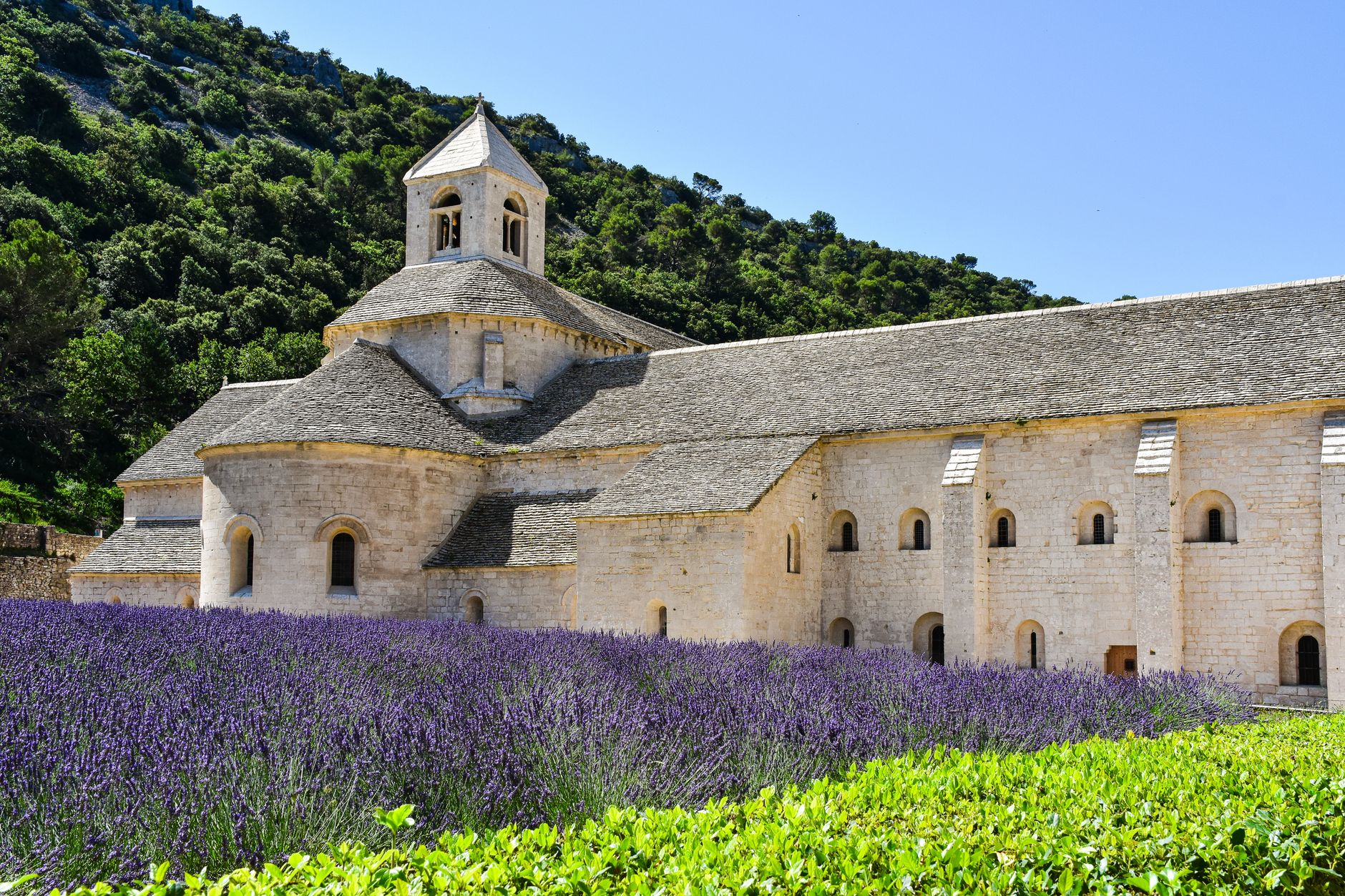 Cisterciácké opatství Notre-Dame de Sénanque v Provence obklopené kvetoucími levandulovými poli