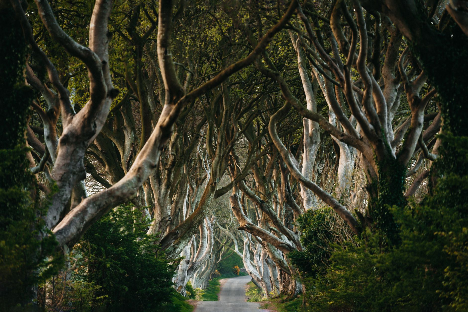 Tunel propletených buků Dark Hedges na venkovské silnici v Severním Irsku
