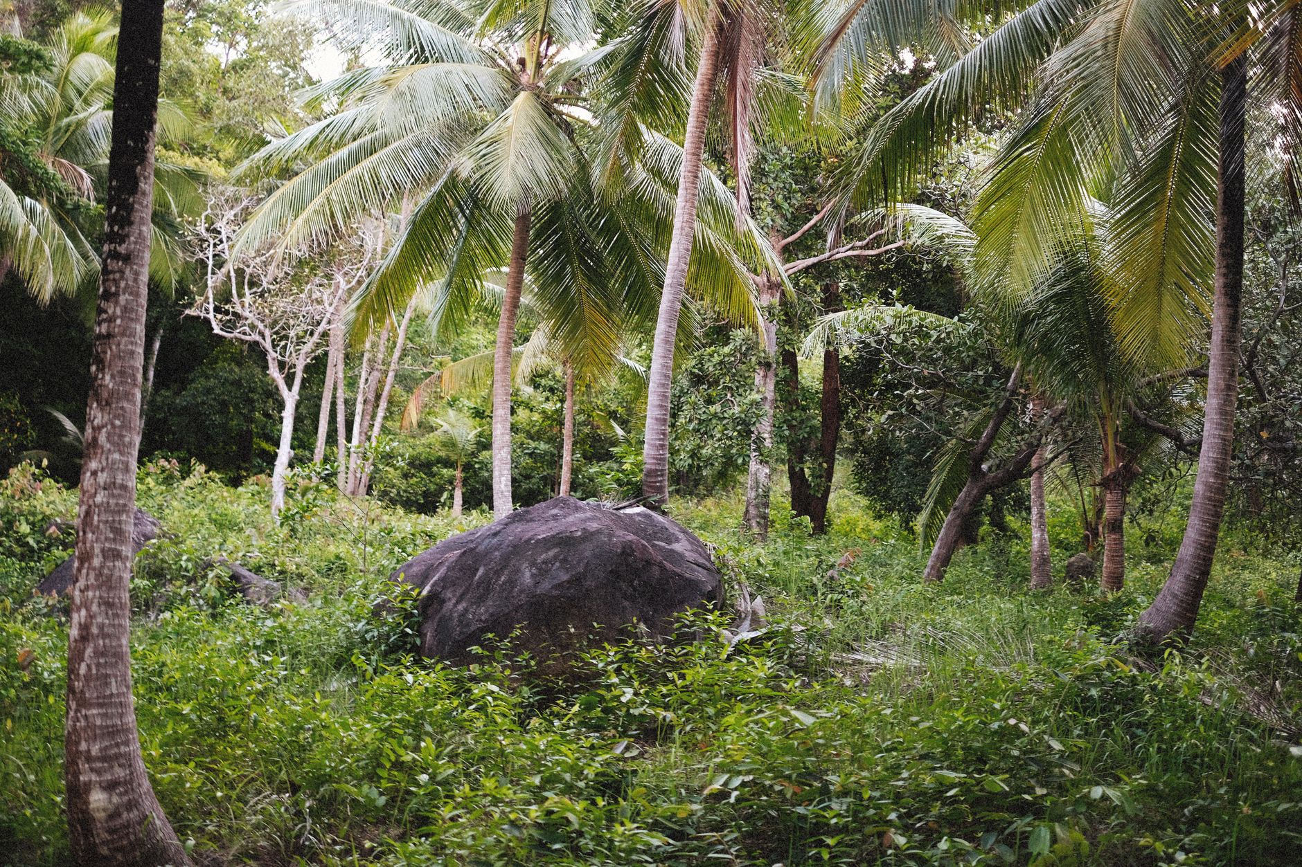 Coco de mer palmy a hustý prales v rezervaci Vallée de Mai na ostrově Praslin na Seychelách