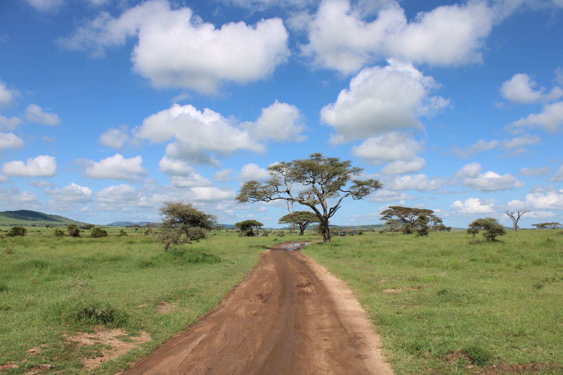 Akáciová savana Serengeti v Tanzanii za zlatého ranního světla s pohledem do dálky