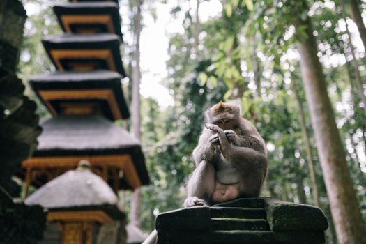 Zájezd do Ubudu