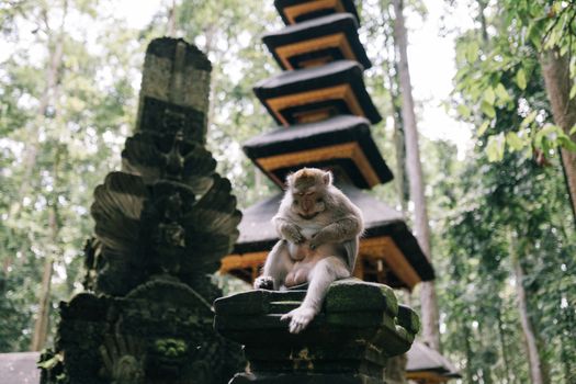 Zájezd do Ubudu