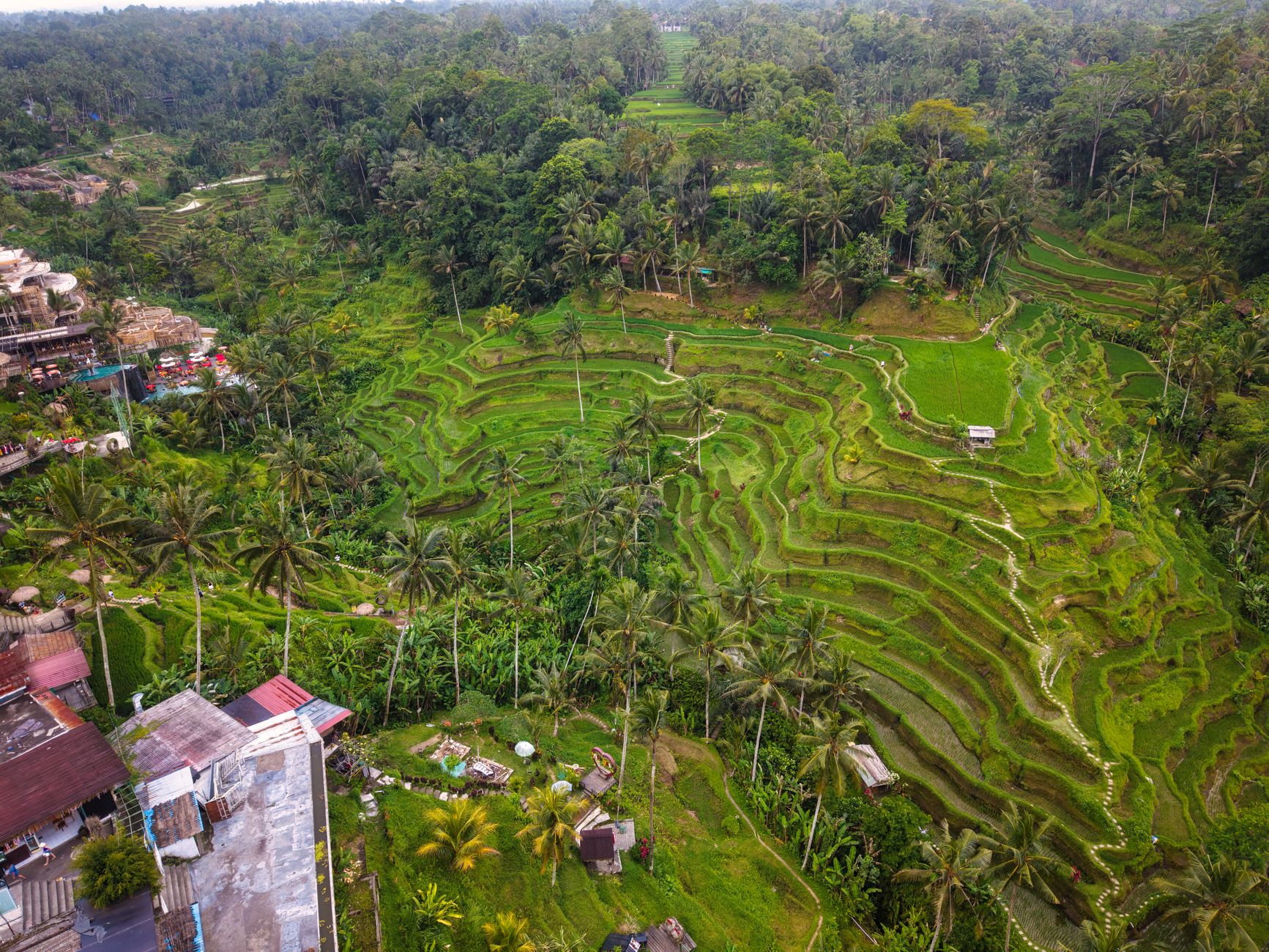 Zelené rýžové terasy Tegallalang u Ubudu na Bali s palmami v pozadí