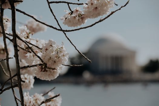 Zájezd do Washingtonu