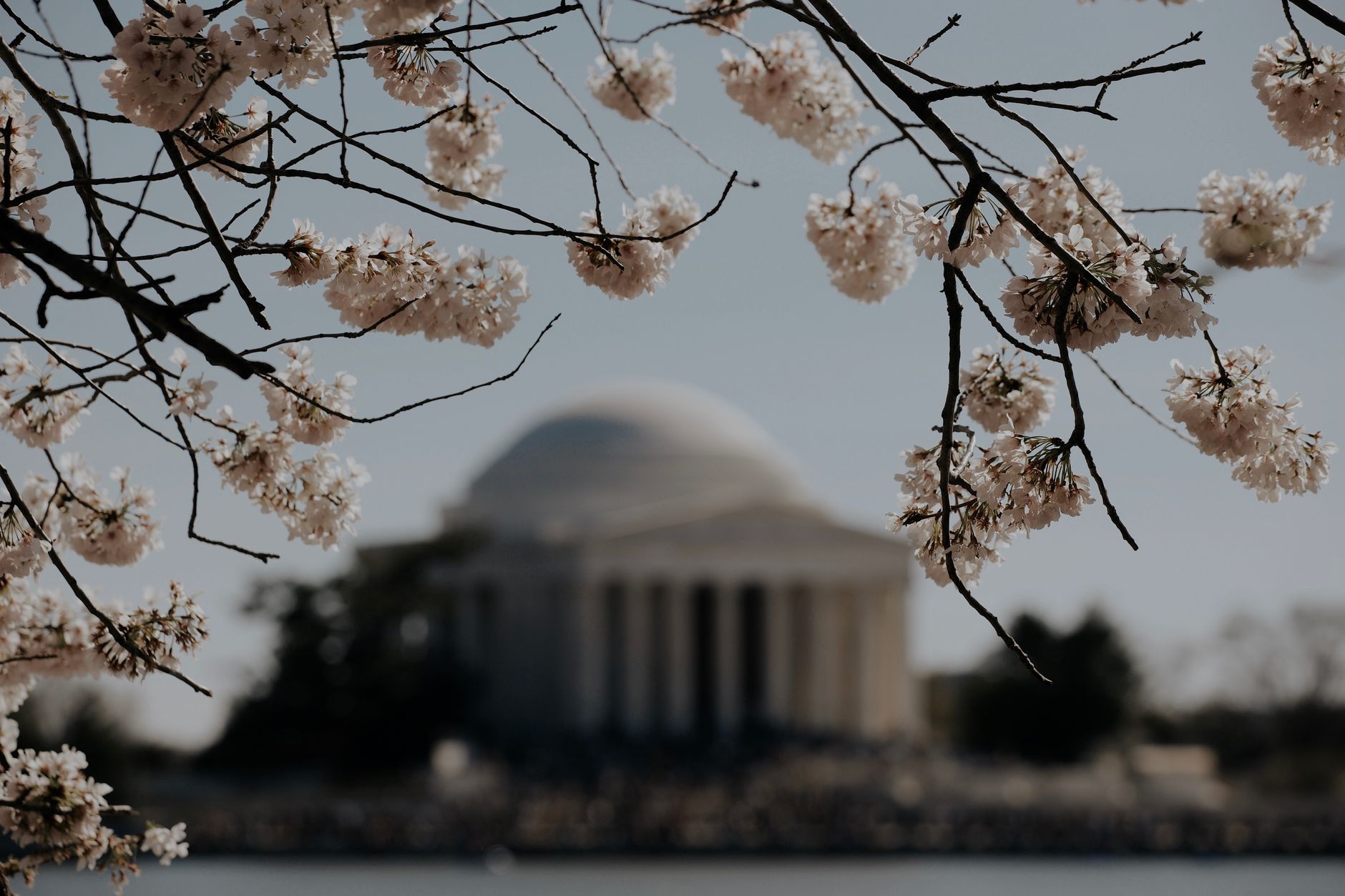Rozkvetlé japonské sakury kolem Tidal Basin s Jeffersonovým památníkem ve Washingtonu